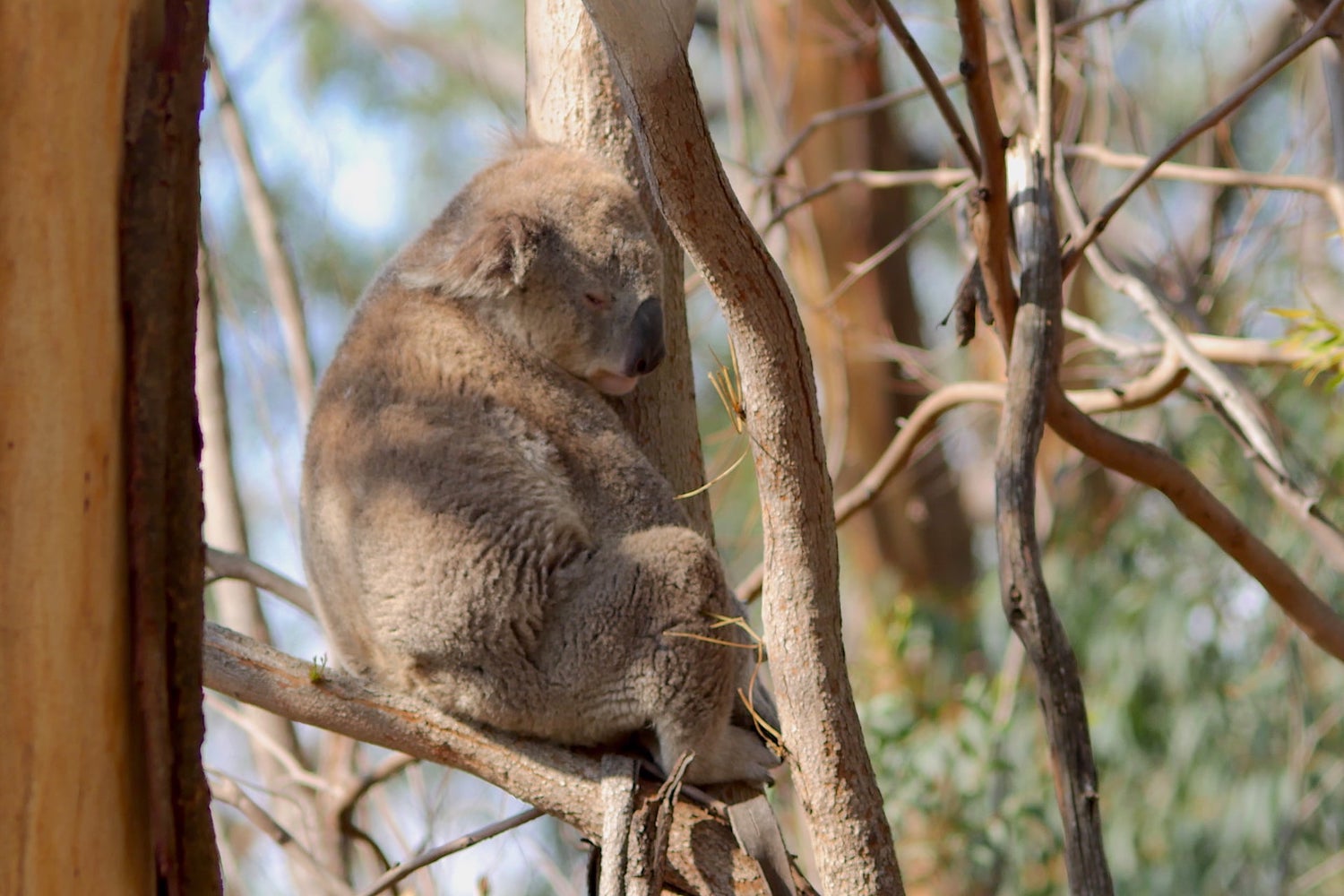 Koala in trees